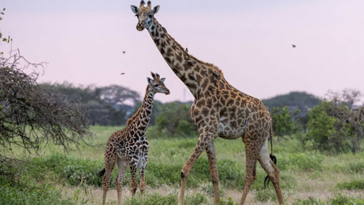 youg lion cab in the masaai mara