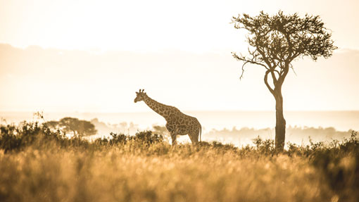 youg lion cab in the masaai mara