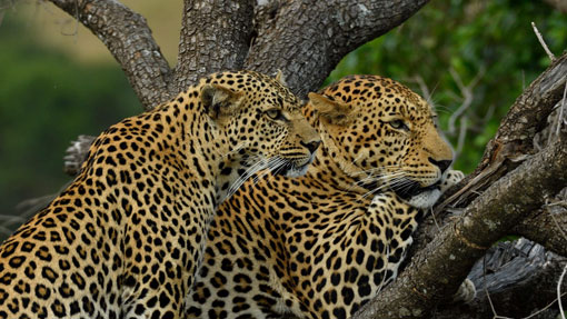 youg lion cab in the masaai mara