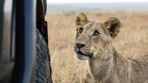 youg lion cab in the masaai mara