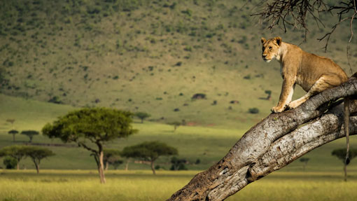 youg lion cab in the masaai mara
