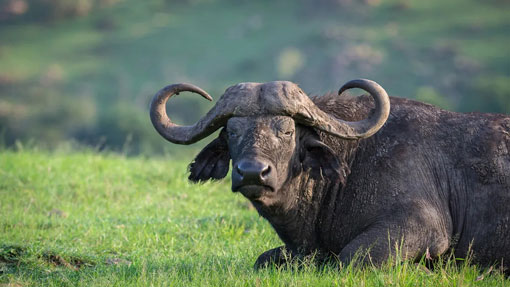youg lion cab in the masaai mara