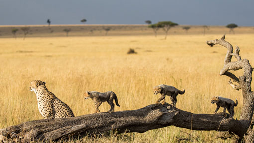 youg lion cab in the masaai mara