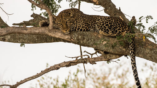 youg lion cab in the masaai mara